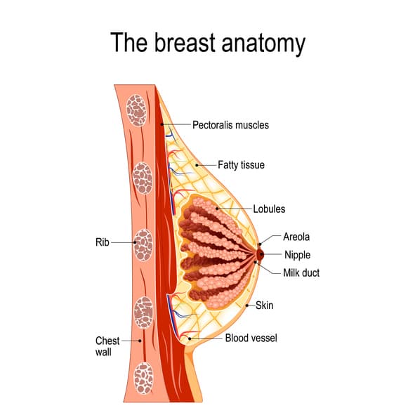 fibroadenoma